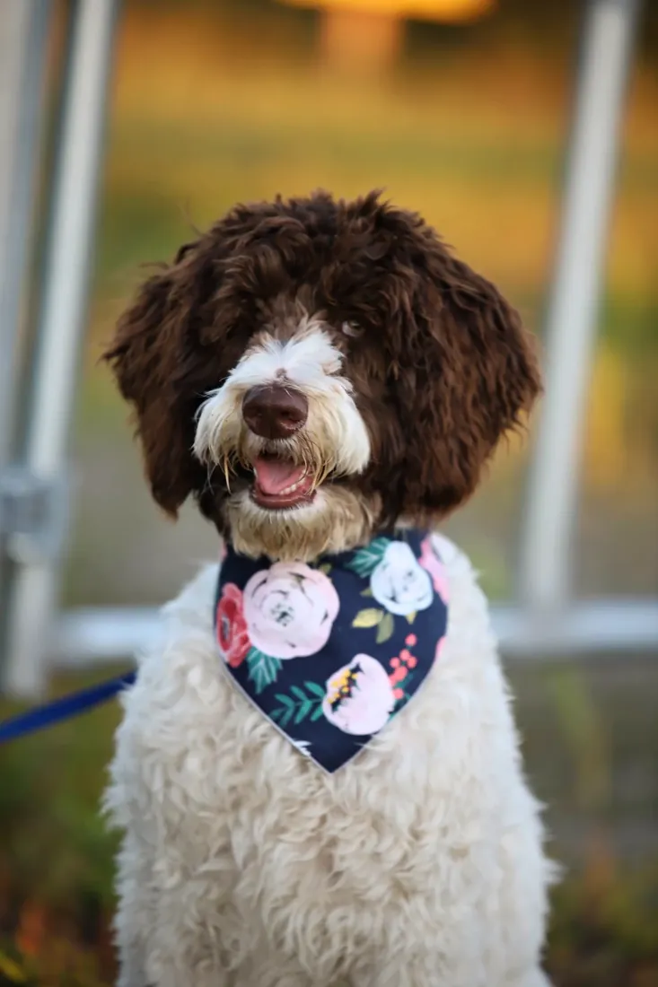 The doodle in a flowered bandana