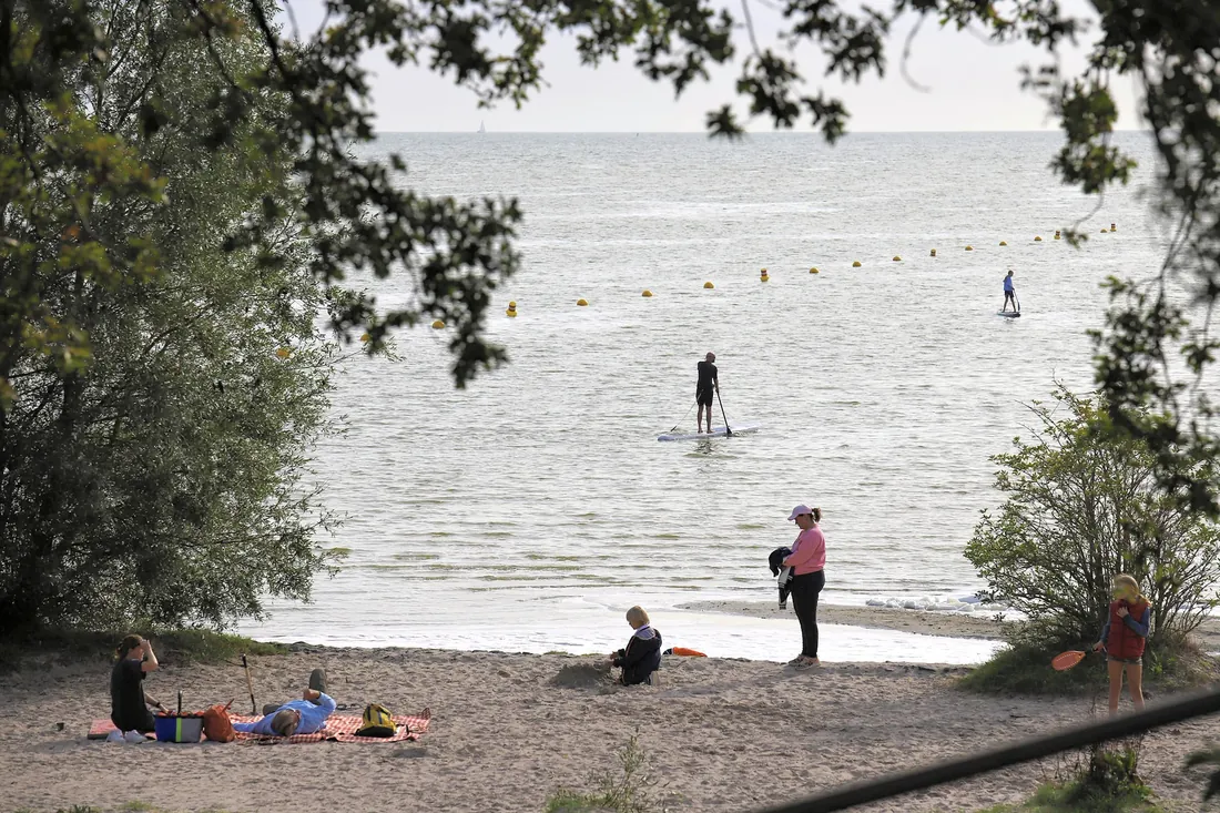 A paddleboarder out on the water, seen through the trees