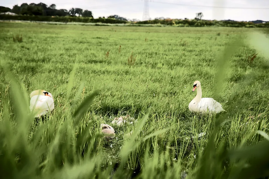 Swans in the long grass