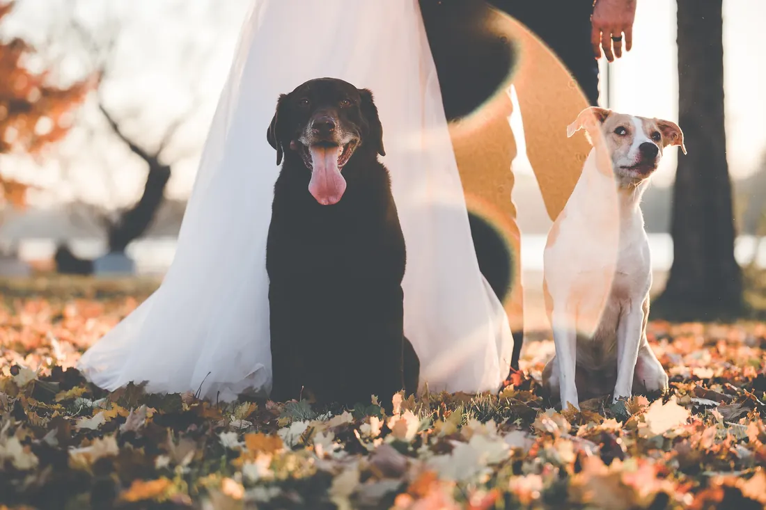 The Cox family: 2 dogs and a wedding dress