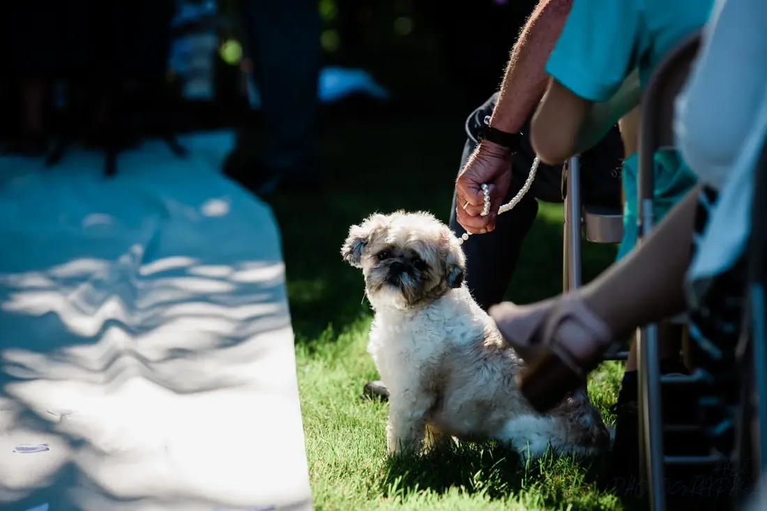 Mindy & TJ: the dog on a pearl leash, waiting by the aisle