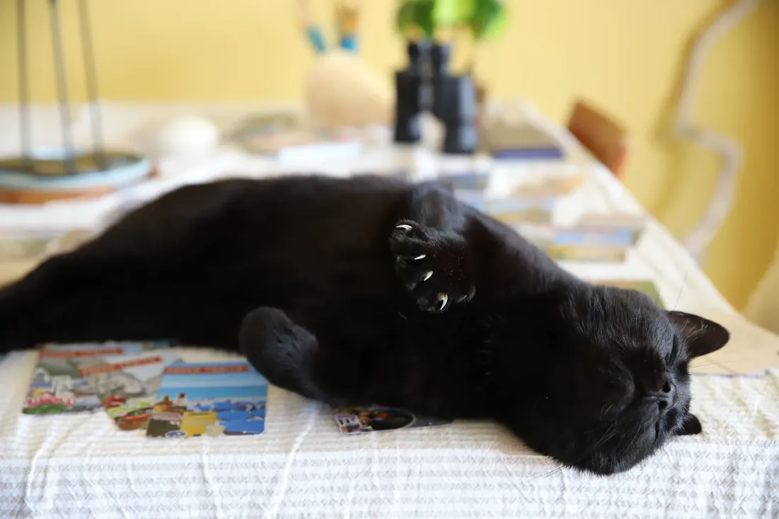 The cat, claws out, claiming the cards