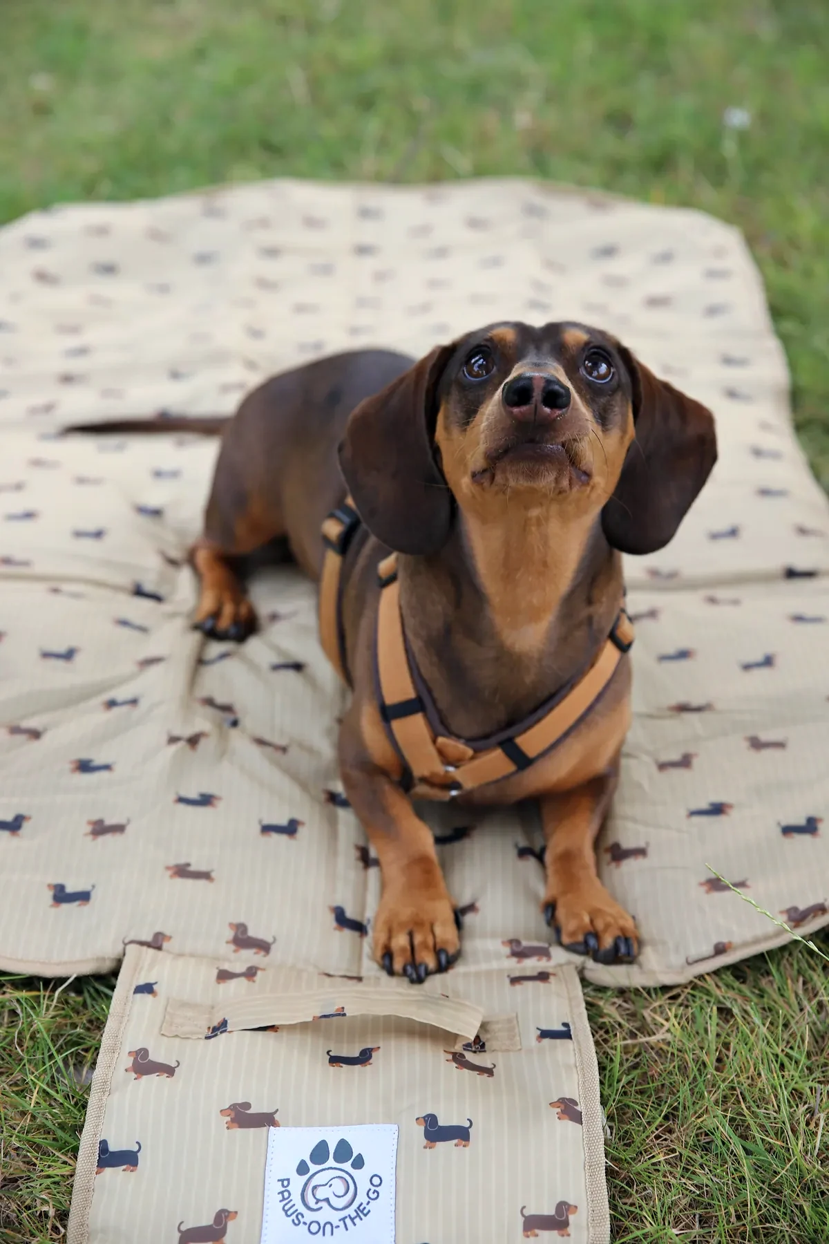PawsOnTheGo travel mats: a dachshund looking up, a rolled flora mat, the whole stack