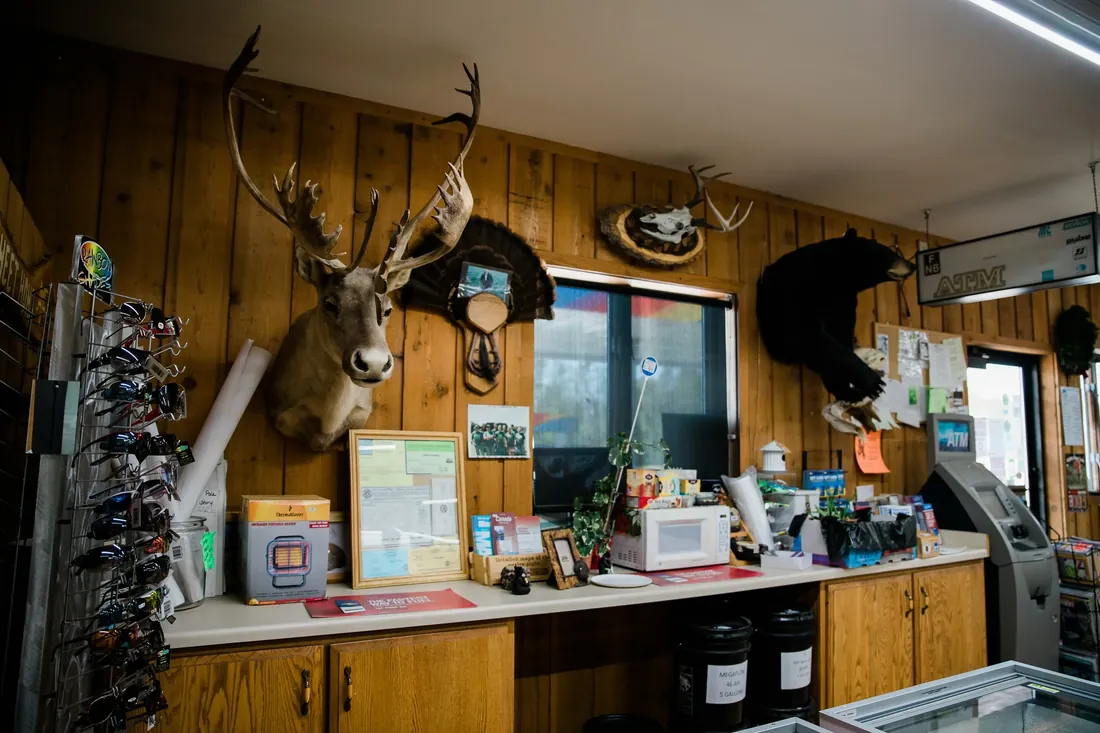 Antlers, a black bear and the ATM behind the counter