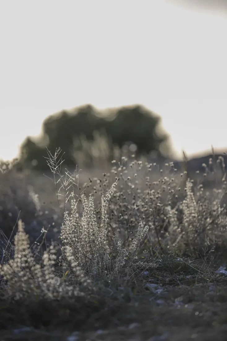 Dry grasses in the last light