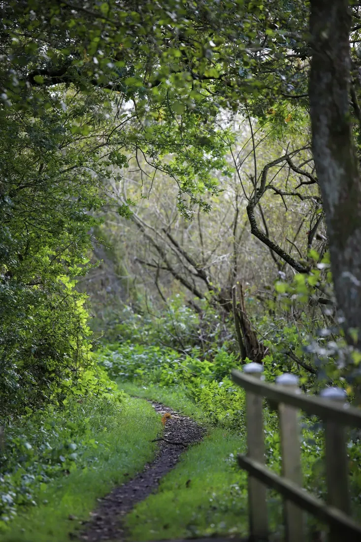 A footpath into the green