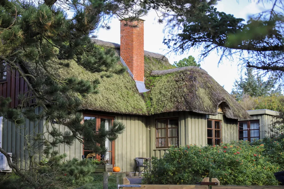 A mossy thatched roof behind the pines