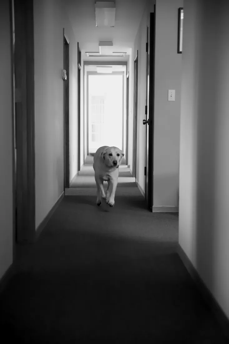 The office dog, coming down the hall